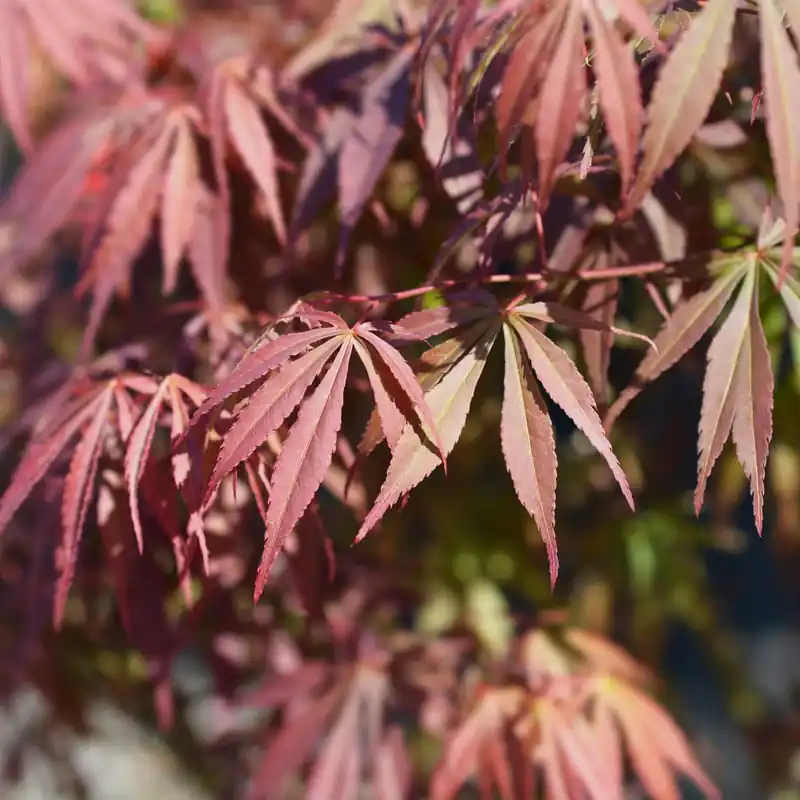Acer palmatum 'Skeeters Broom' Tendencia