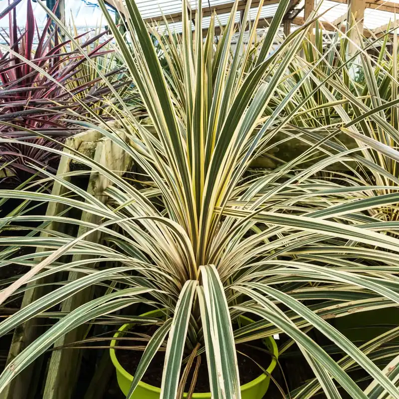 Cordyline australis 'Torbay Dazzler' Oferta Flash