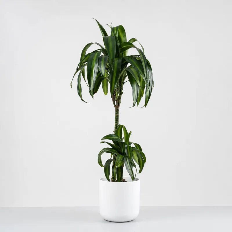 De Moda Dracaena fragrans 'Hawaiian Sunshine'