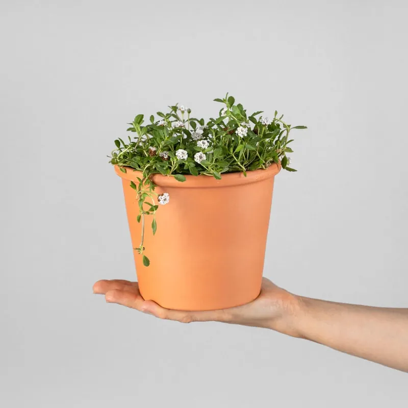 Precio Reducido Phyla nodiflora