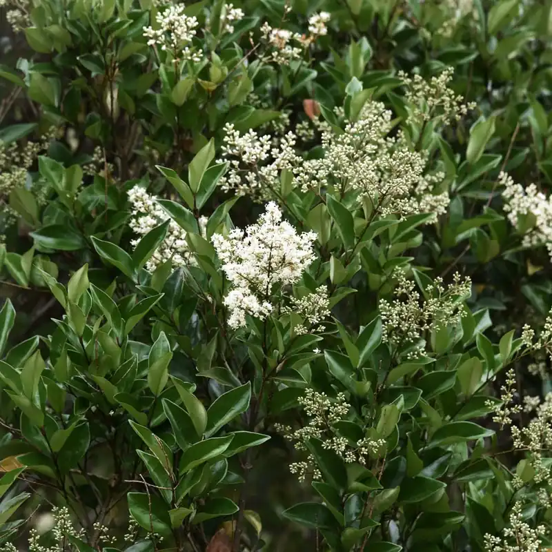 Ligustrum japonicum (Aligustre) No Te Lo Pierdas