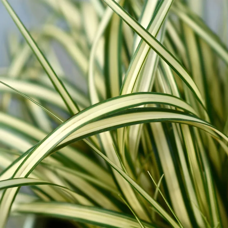 Comprar En Línea Gramínea Carex oshimensis 'Evergold'