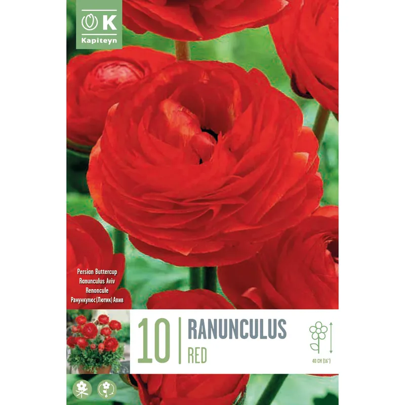 Garantía Incluida Bulbos de Ranunculus asiaticus 'Aviv Red'