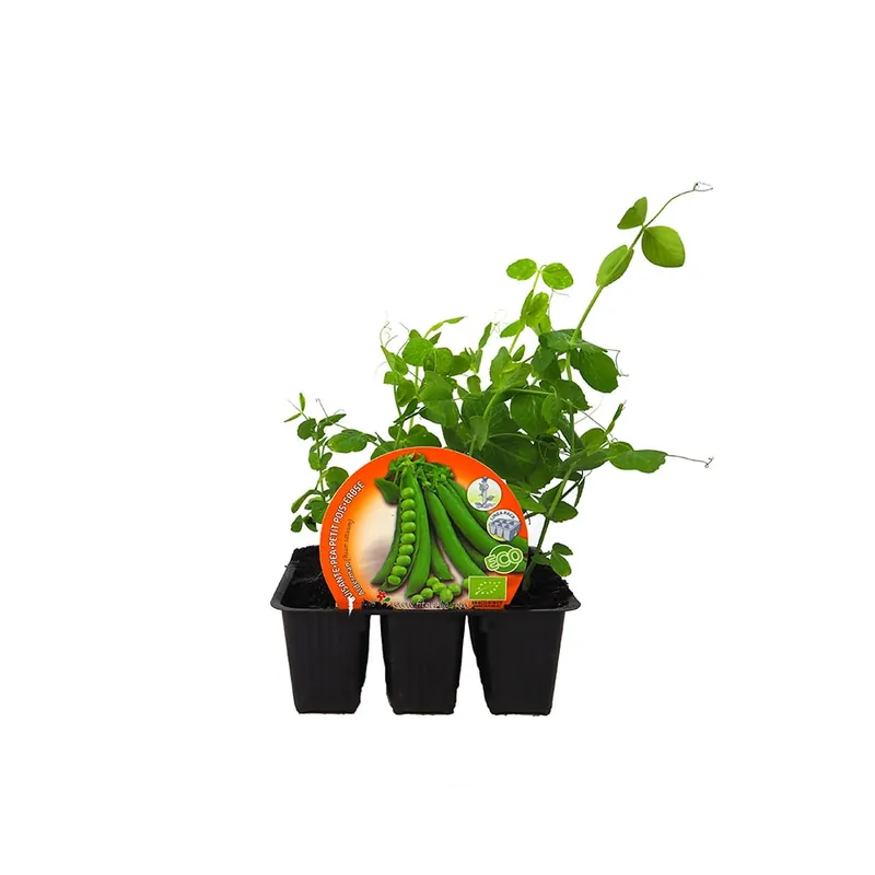 Guisante mata alta - Pack de 6 plantas de huerto Auténtico