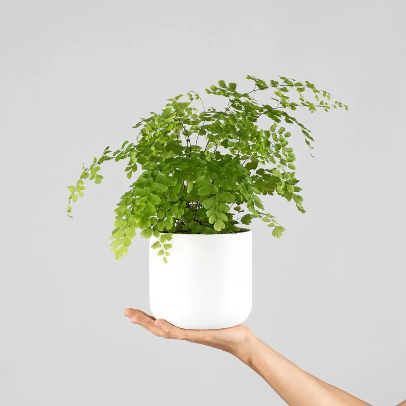 Helecho Adiantum raddianum 'Fragans' Últimas Unidades