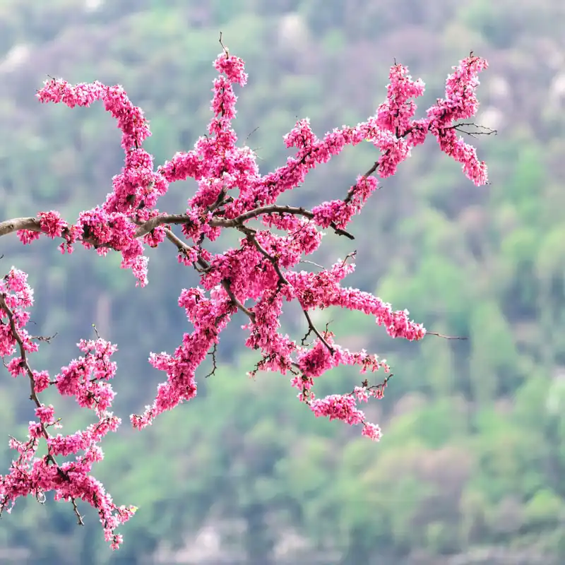 Solo Hoy Cercis siliquastrum (Árbol del amor)