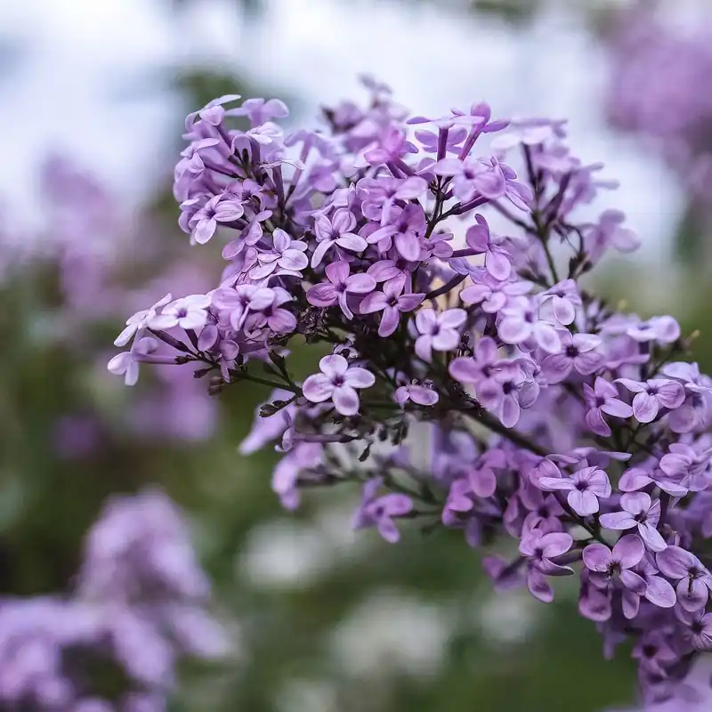 Popular Syringa vulgaris (Lilo)