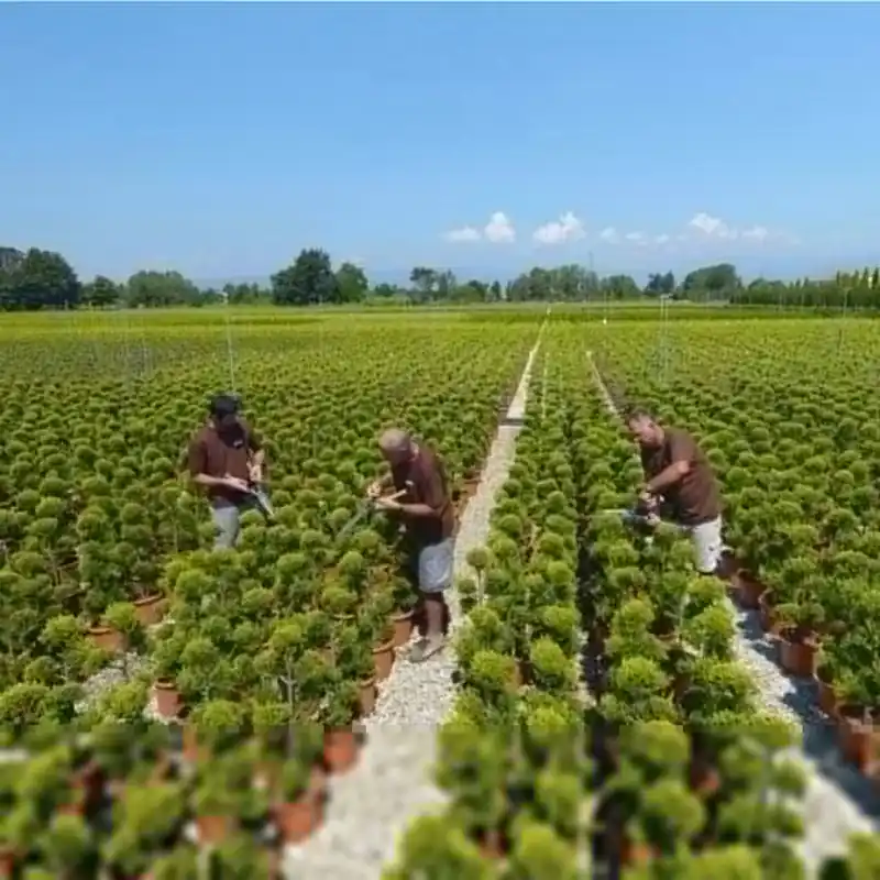 Ciprés de Leyland - × Hesperotropsis leylandii 'Castlewellan Gold' Pompones Precio Bajo