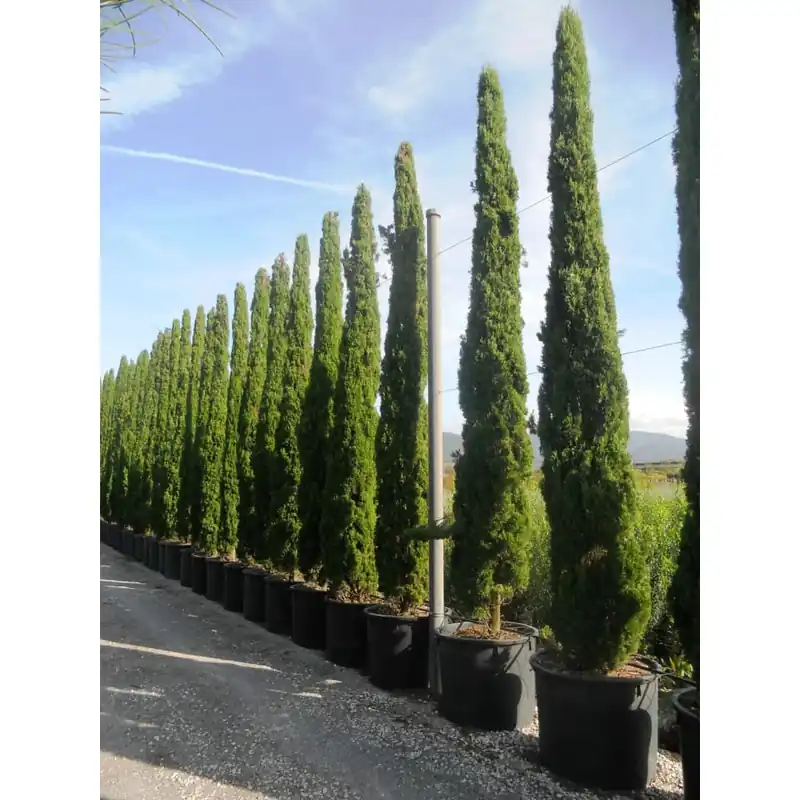 Envío Internacional Ciprés Mediterráneo  - Cupressus sempervirens 'Totem'