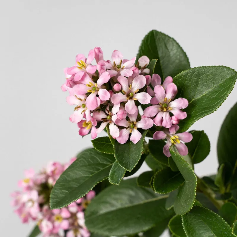 Súper Precio Escallonia 'Pink Elle'