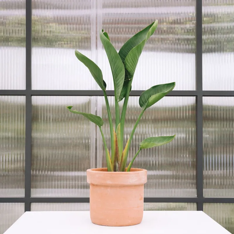Strelitzia augusta Pago Seguro