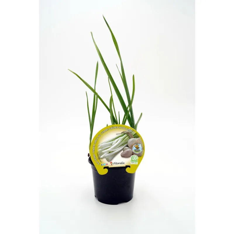 Ajo tierno - Planta de huerto Comprar En Línea