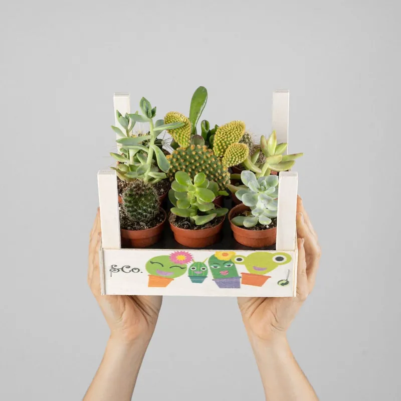 Cactus variados caja de madera Devolución Gratuita