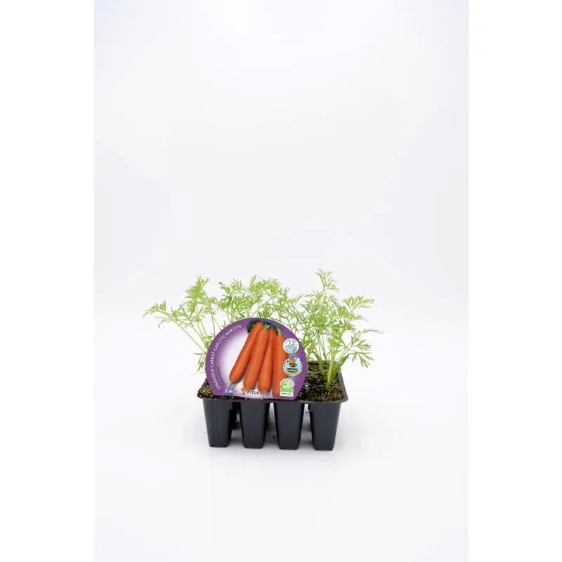 Novedad Zanahoria - Planta de huerto