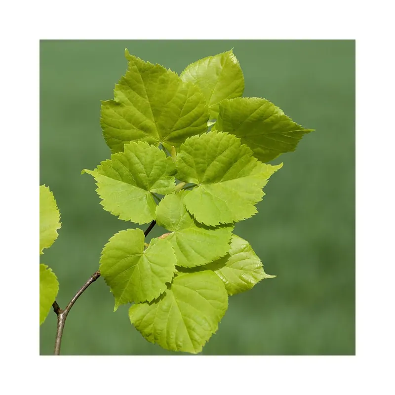 Tilia platyphyllos (Tilo de hoja ancha) Oferta