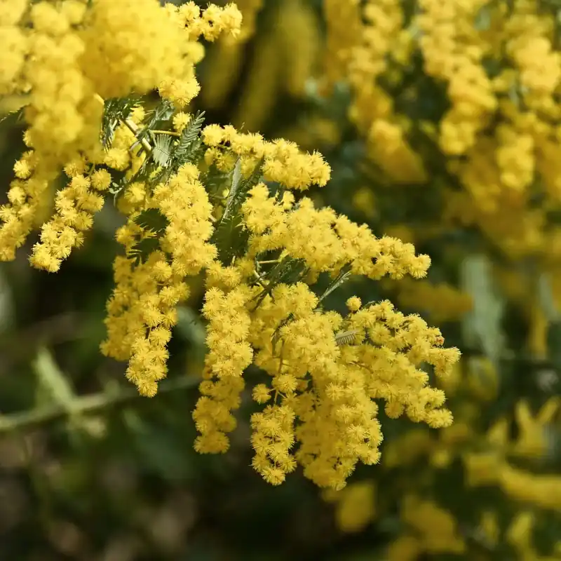 Máxima Calidad Acacia Baileyana (Mimosa Injertada)