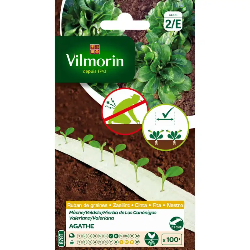 Tendencia Semilla cinta hierba canónigos