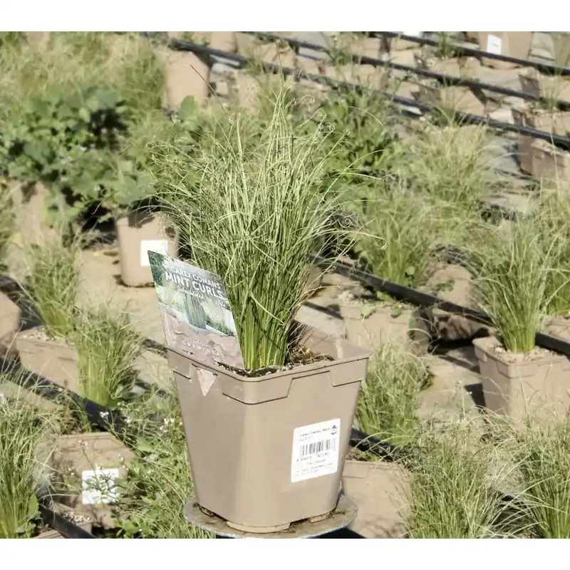 Gramínea Carex comans 'Mint Curls' Rebajas