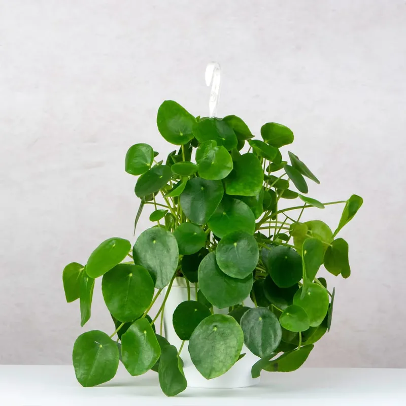 Novedad Pilea peperomioides