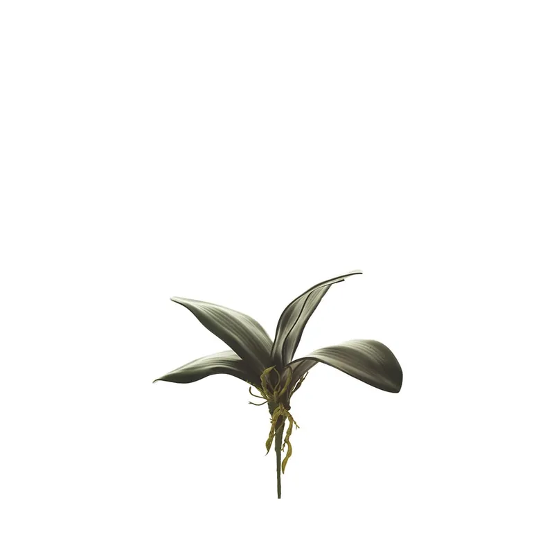 Orquídea con raíces artificial Solo Por Tiempo Limitado