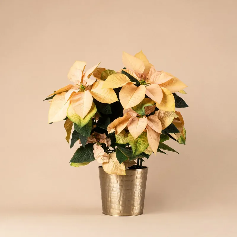 Flor de Pascua Otoñal Solo Hoy