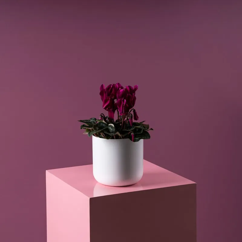 Envío Exprés Cyclamen 'Super Serie Allure' morado