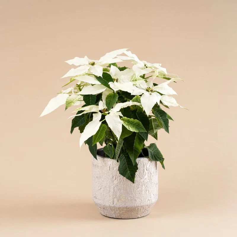 Flor de Pascua Blanca 'Princettia Pure White' Venta Final