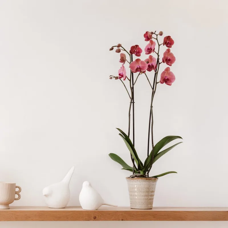 Bestseller Orquídea Phalaenopsis 'Asian Coral'