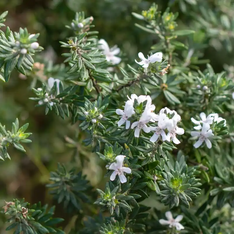 Westringia fruticosa (Romero Marino) Oferta Especial