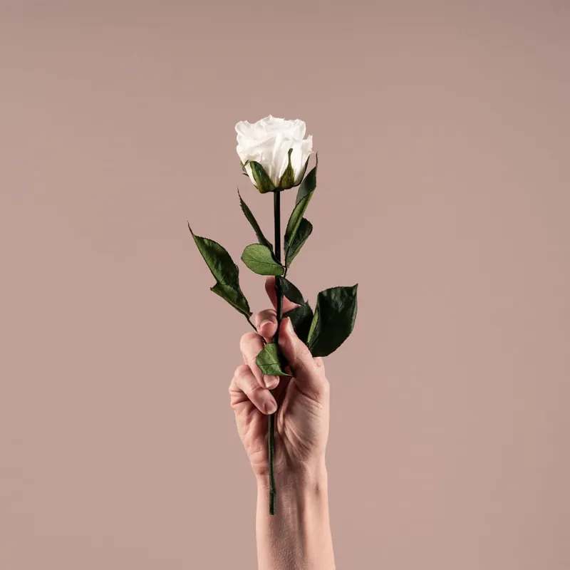 Gran Oferta Rosa Preservada Eterna Blanca
