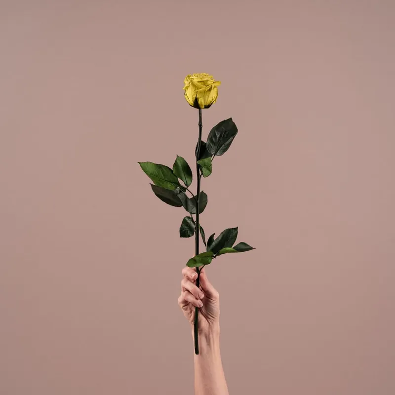 Directo De Fábrica Rosa Preservada Eterna Amarilla