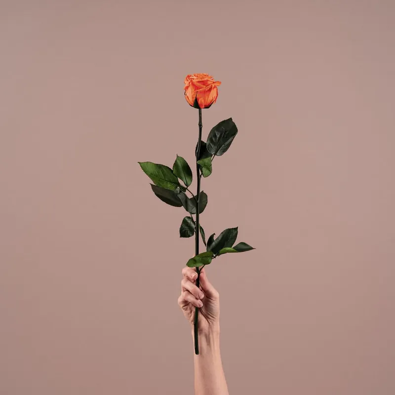 Rosa Preservada Eterna Naranja Ordenar Ahora Mismo