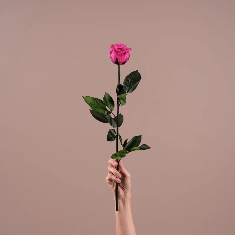 Económico Rosa Preservada Eterna Fucsia