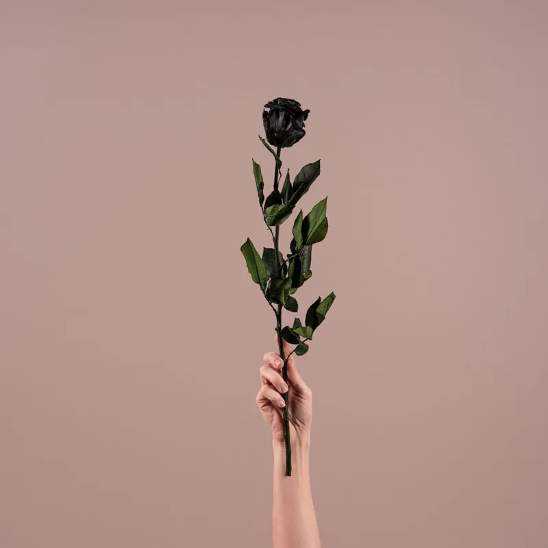Precio De Oferta Rosa Preservada Eterna Negra