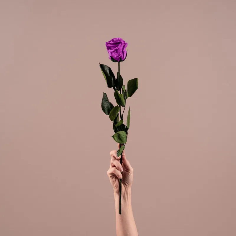 Rosa Preservada Eterna Violeta Precio Rebajado