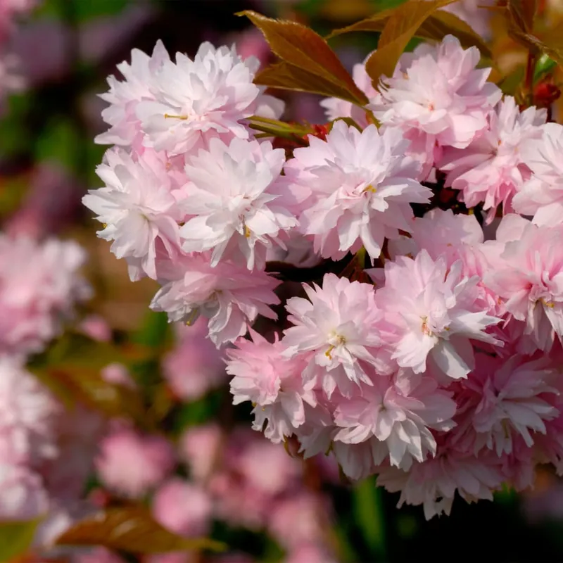 Prunus serrulata 'Kiku-shidare-zakura' Solo Por Tiempo Limitado