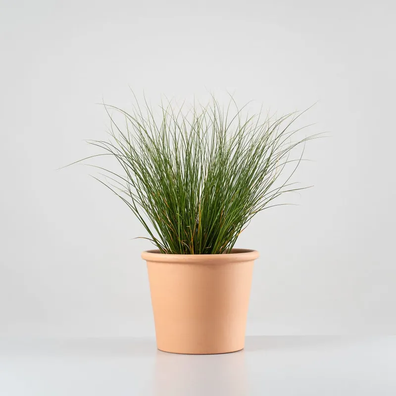 Directo De Fábrica Gramínea Carex flagellifera 'Kiwi'