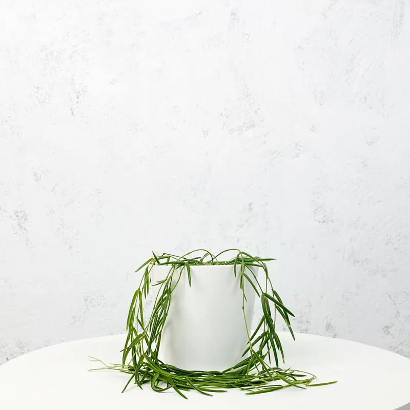 Favorito De Clientes Hoya linearis