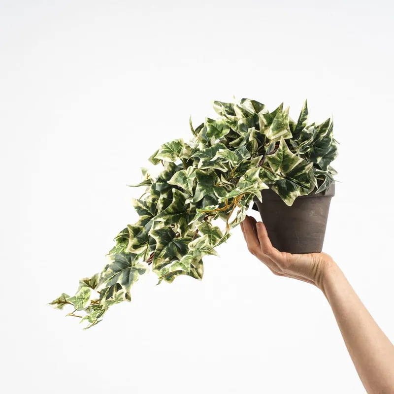 Hiedra Variegata Artificial Mejor Calidad