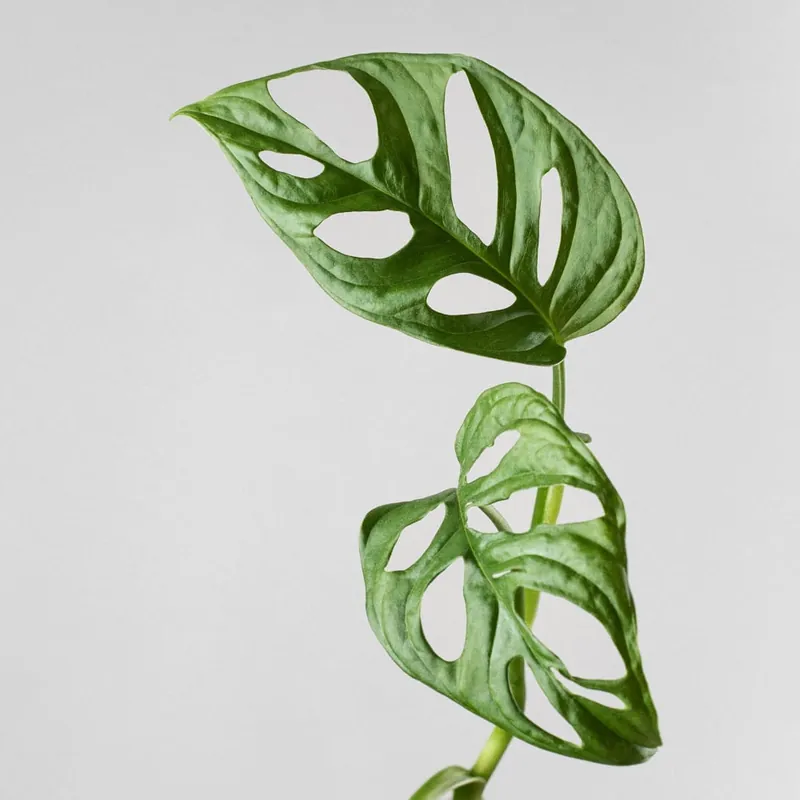 Monstera adansonii Precio Rebajado