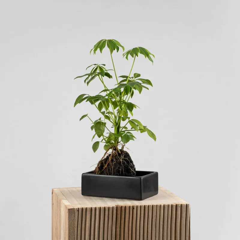Nueva Colección Composición de planta verde con lava