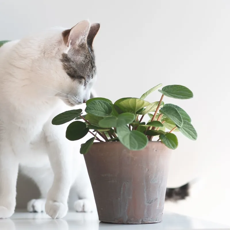 Peperomia albovittata (Rana verde) Devolución Gratuita