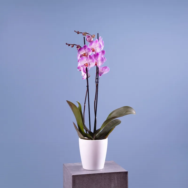 Barato Orquídea Phalaenopsis 'Jillion'