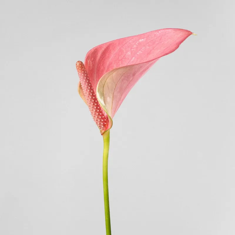 Anthurium 'Joli Pink' Karma® Stock Limitado
