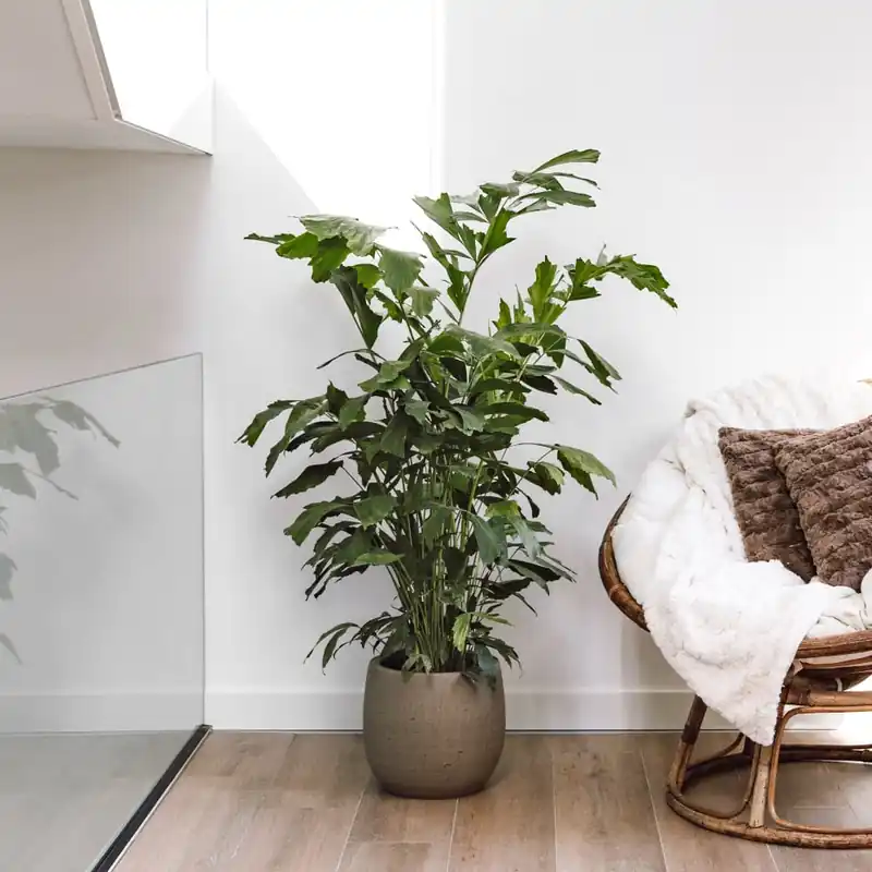 Compra Hoy Areca Caryota mitis