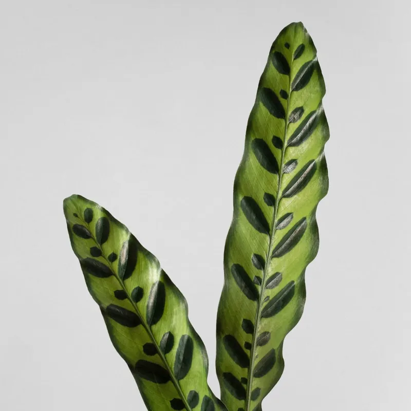 Oferta De Temporada Calathea lancifolia