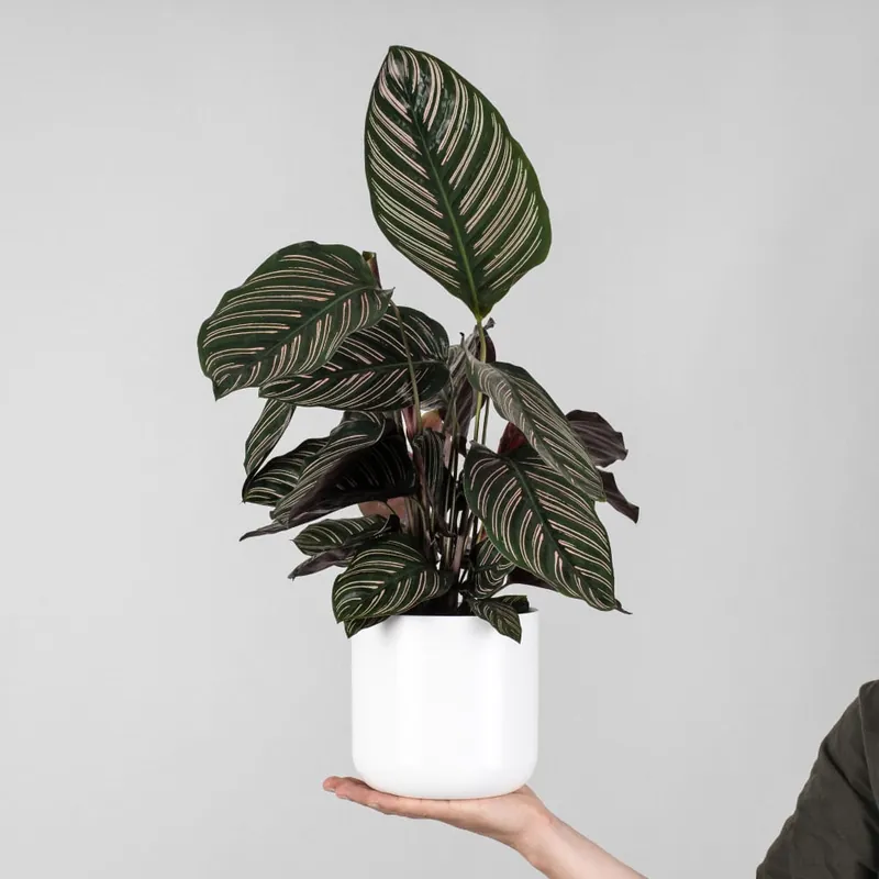Calathea ornata 'Sanderiana' Oferta De Temporada