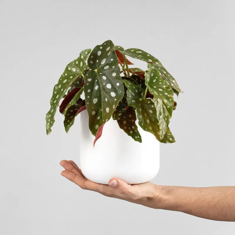 Begonia maculata 'Wightii' Lujoso