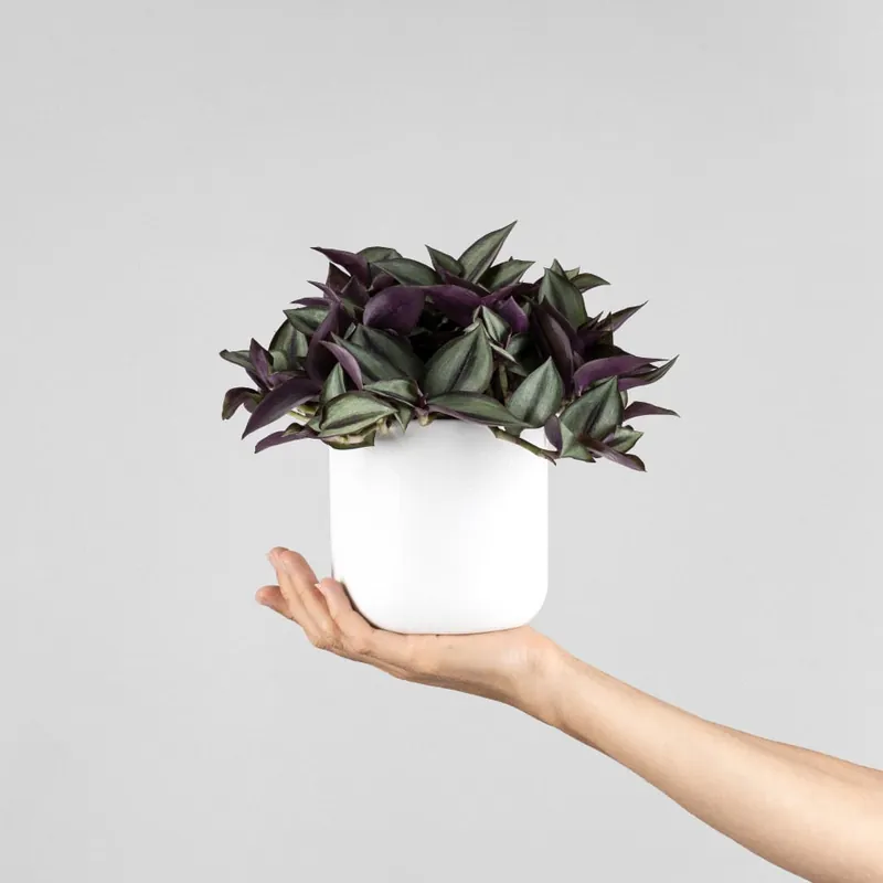 Exclusivo Tradescantia zebrina 'Purpusii'