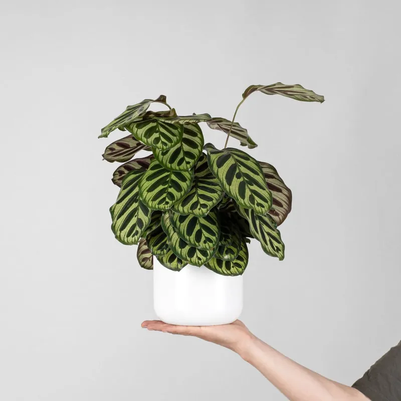 Promoción Exclusiva Calathea makoyana
